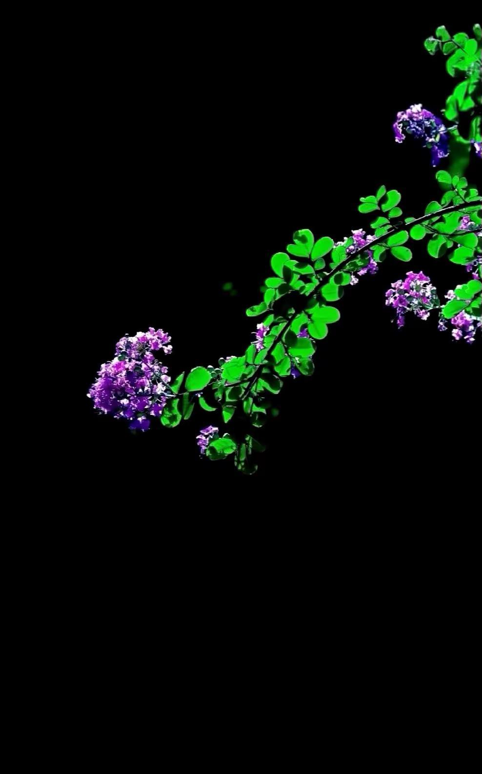 我吹的水平好像在慢慢的提高了😃😃😃。原创作品 拍花艺术 黑暗背景的花