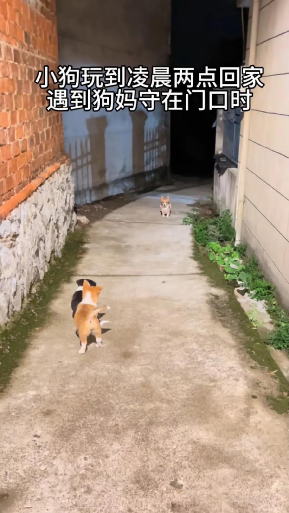 二只小狗，一只通体黑色，中间有点白，一只通体黄色，中间有点白，除了颜色不同，个头