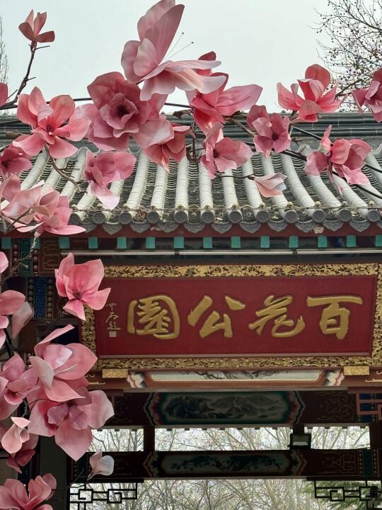 3.15实况！！百花公园玉兰花盛开！！