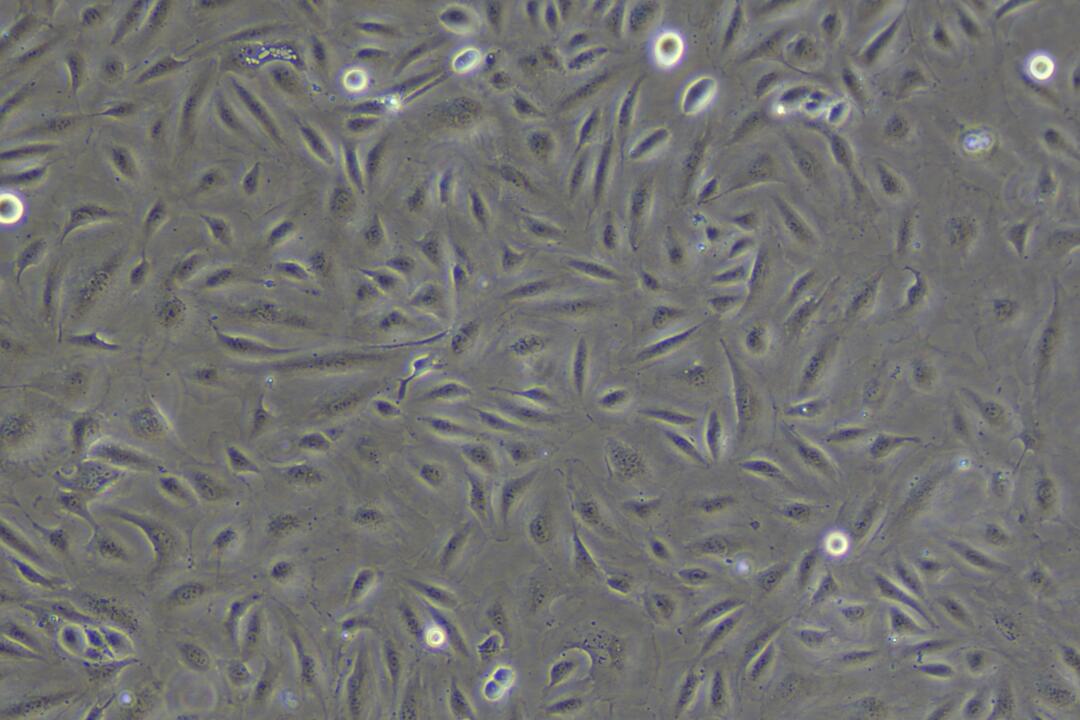 ECM内皮细胞试用装来啦，科研er速看！