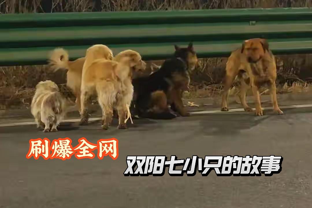 17公里生死归途，7只小狗不离不弃！
这段全网破防的真实故事，正是双阳文旅送上门