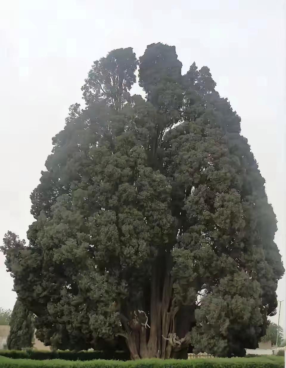 伊朗总统佩泽希齐扬5月17日在社交媒体上发了一棵古柏树照片，并配文：“亚洲现存最