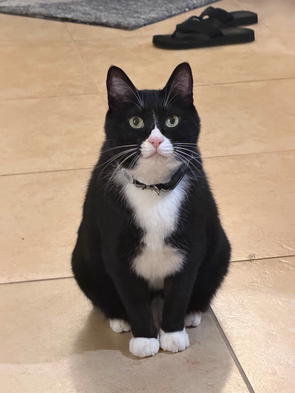 早上好，我认真的，我都穿西装了。daily奶牛猫 （投稿：）