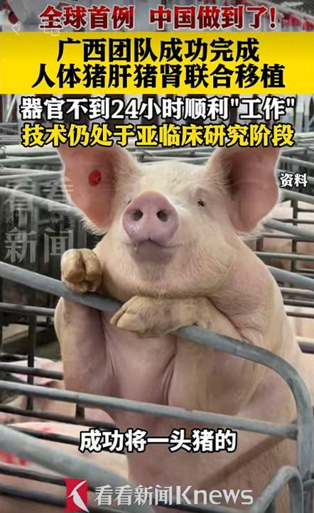 全球首例！广西医生完成全球超高难度手术，将一整套猪肝、双猪肾三大器官，一次性移植
