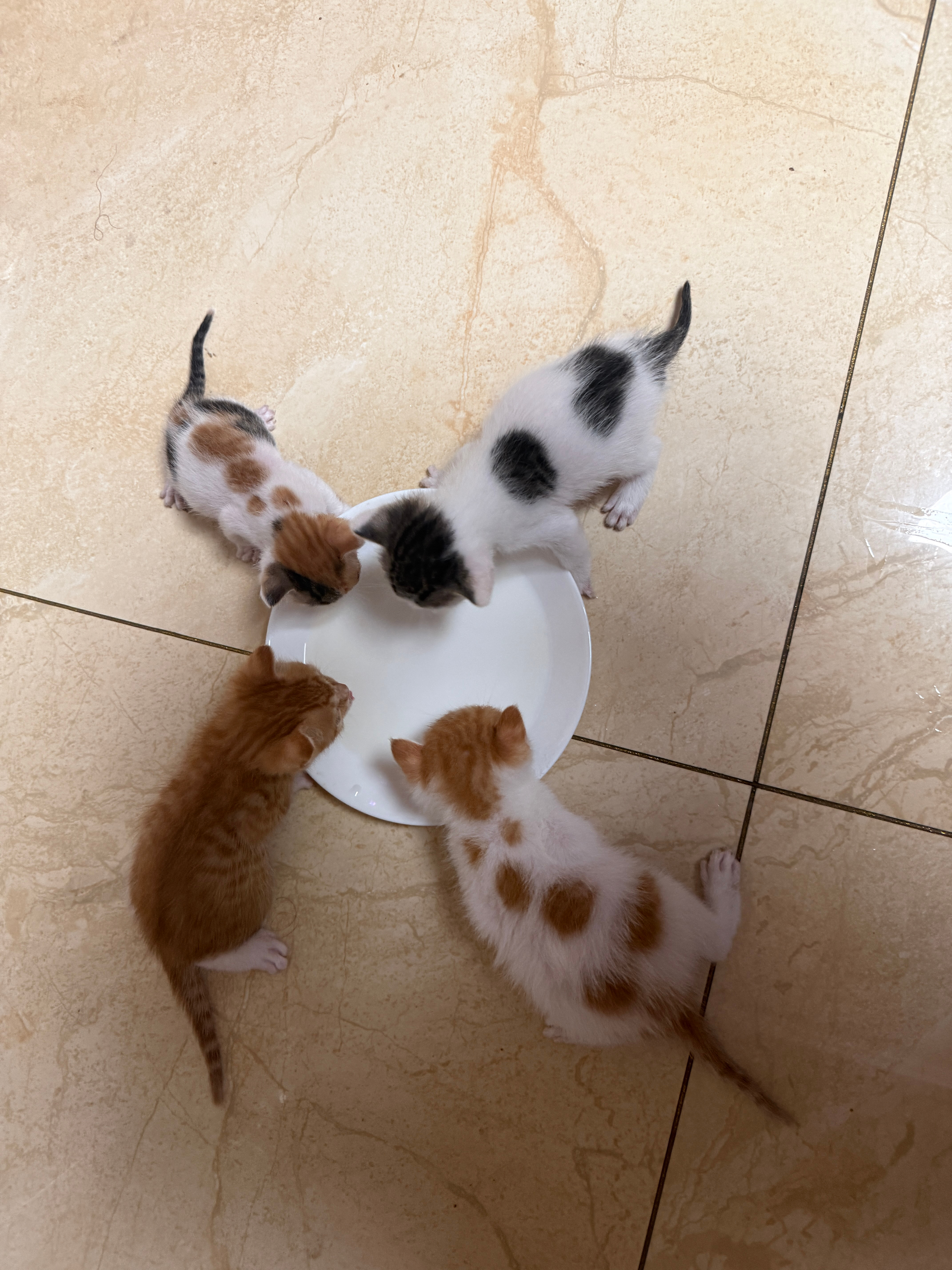 当崽们学会自己喝nei'nei以后，走丢的猫妈妈又回来了，家里崽们正在哇哇叫，猫