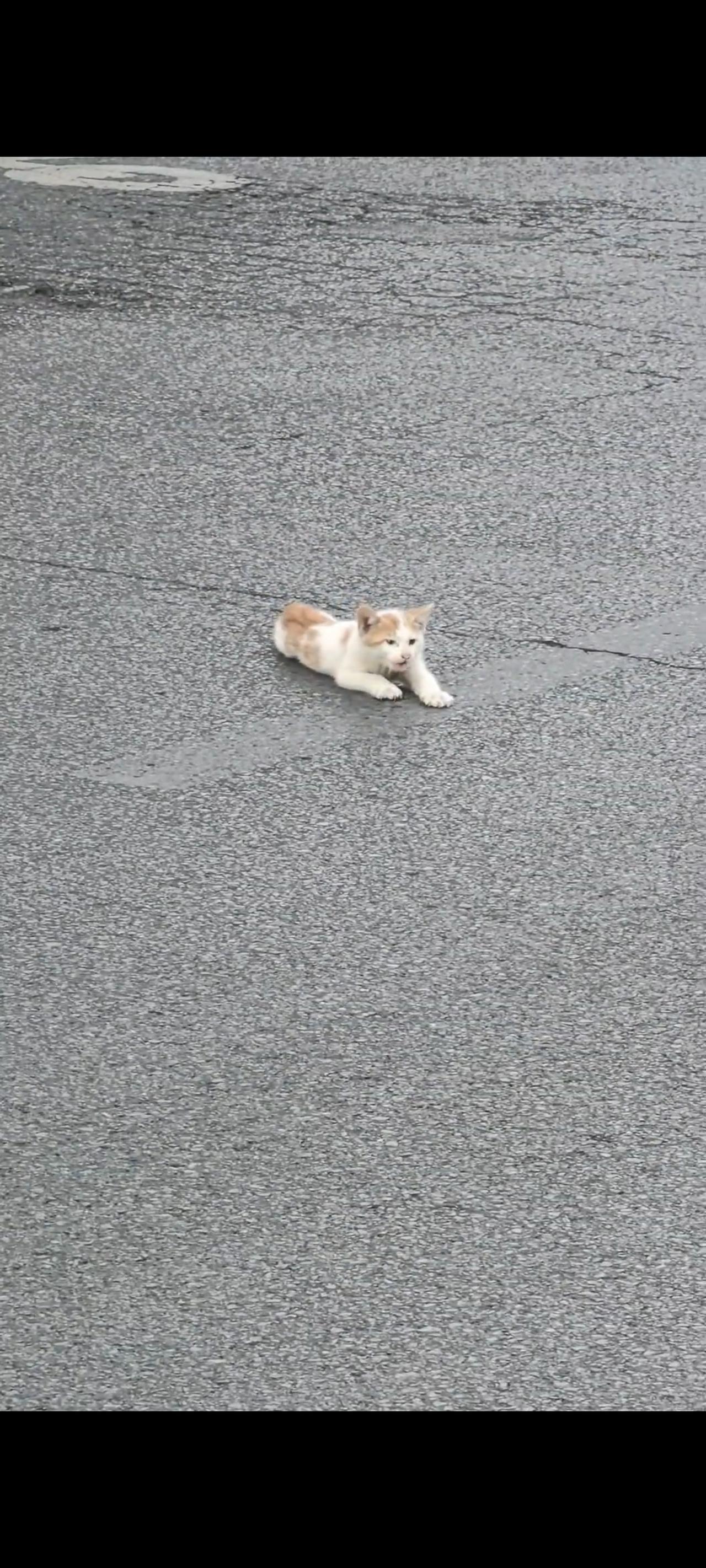 虽然这只流浪猫在过马路的时候，还是不幸被前方疾驰而来的外卖车当场压断了自己的双腿