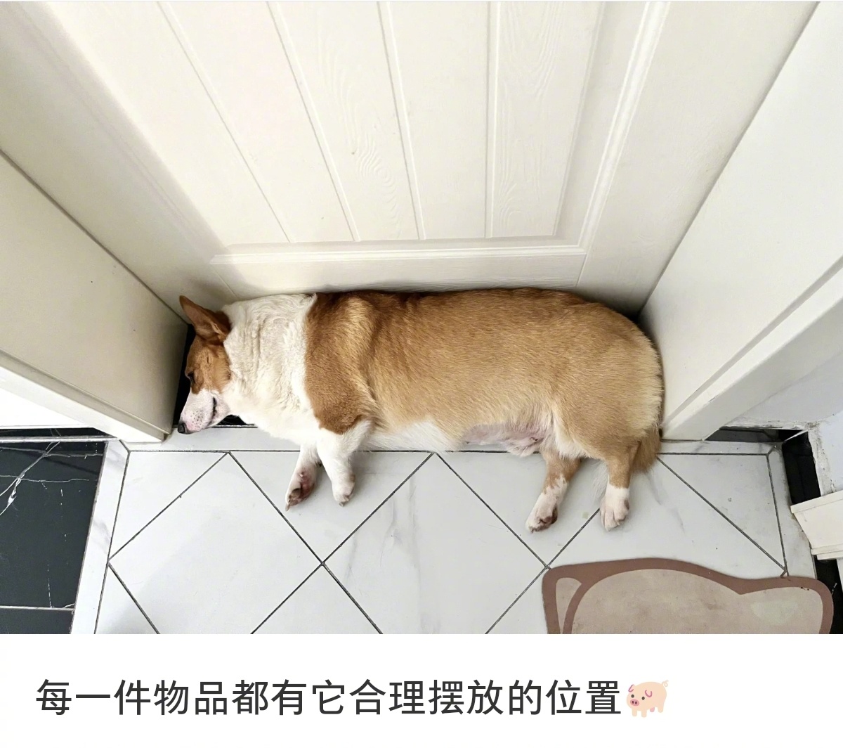 #宠物会自己收纳自己#这位小同志，请摆正你的位置[识神小狐][识神小狐] ​​​