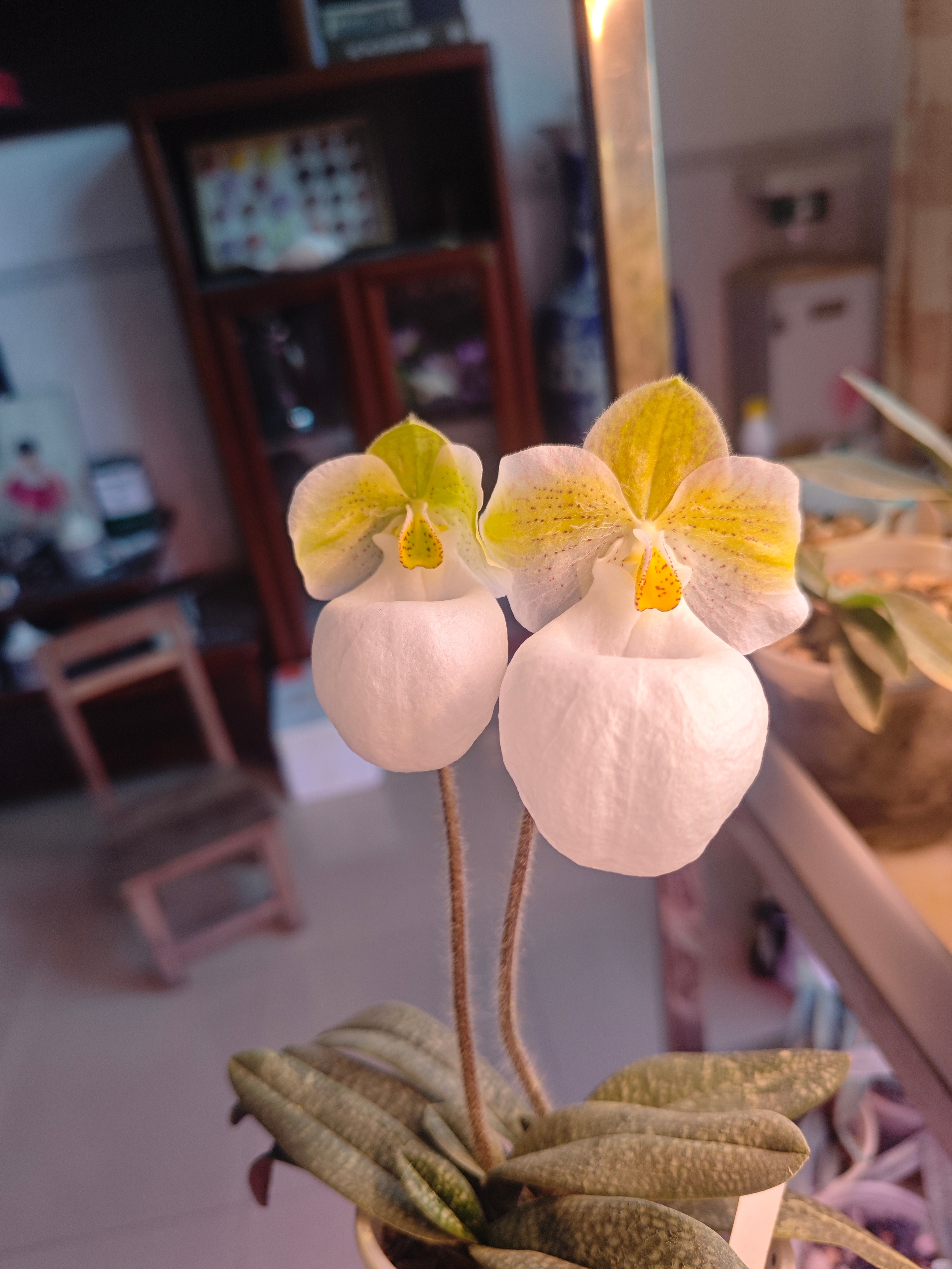 Paph.micranthum var.eburneum（广西玉女兜兰，黄绿沙纹
