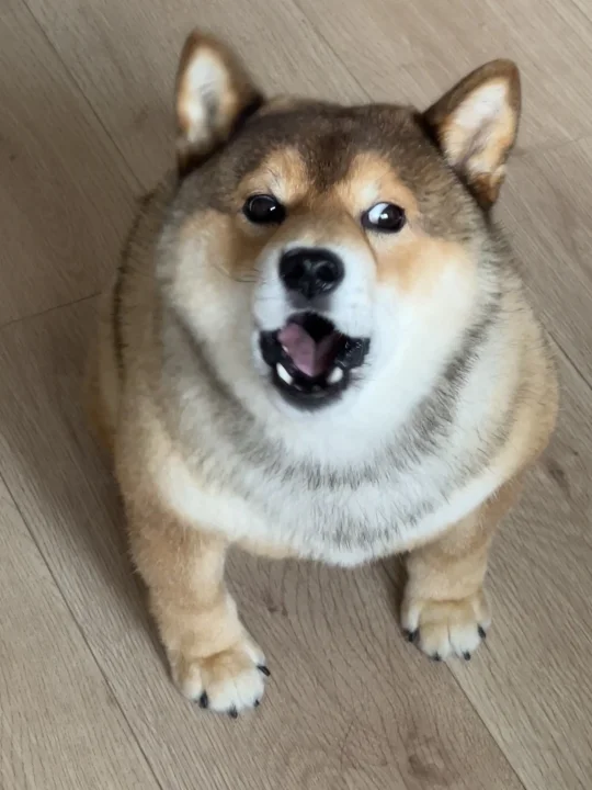 3岁微胖男孩被迫减肥的一天