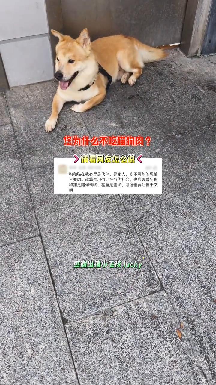 您为什么不吃猫狗肉？请看网友怎么说。
狗和猫在我心里是伙伴，是家人，吃不可能的想