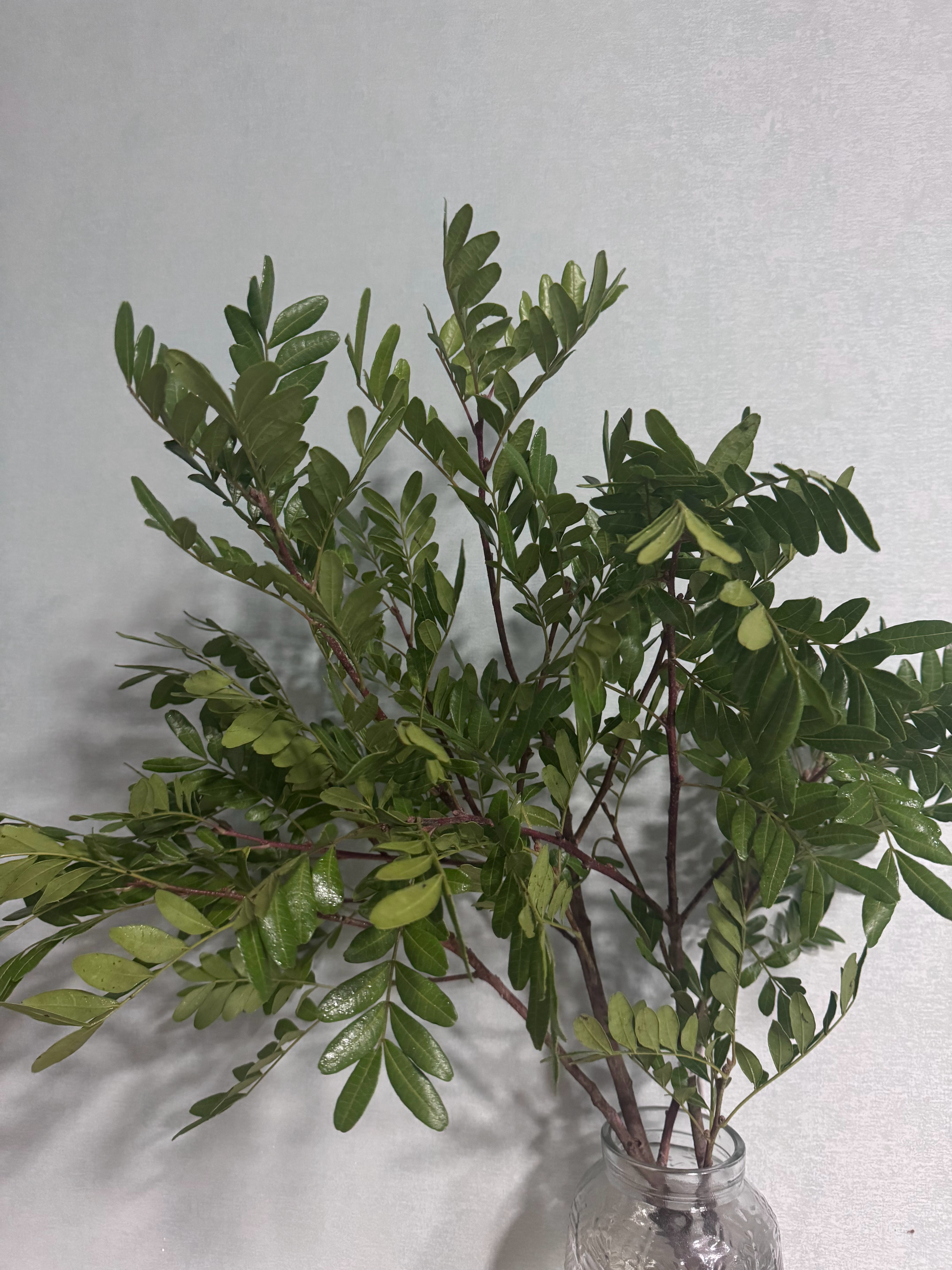 生活手记  今天盒马凑了一单清香木，钻石姐夫问:你楼下采的么笑鼠我了 