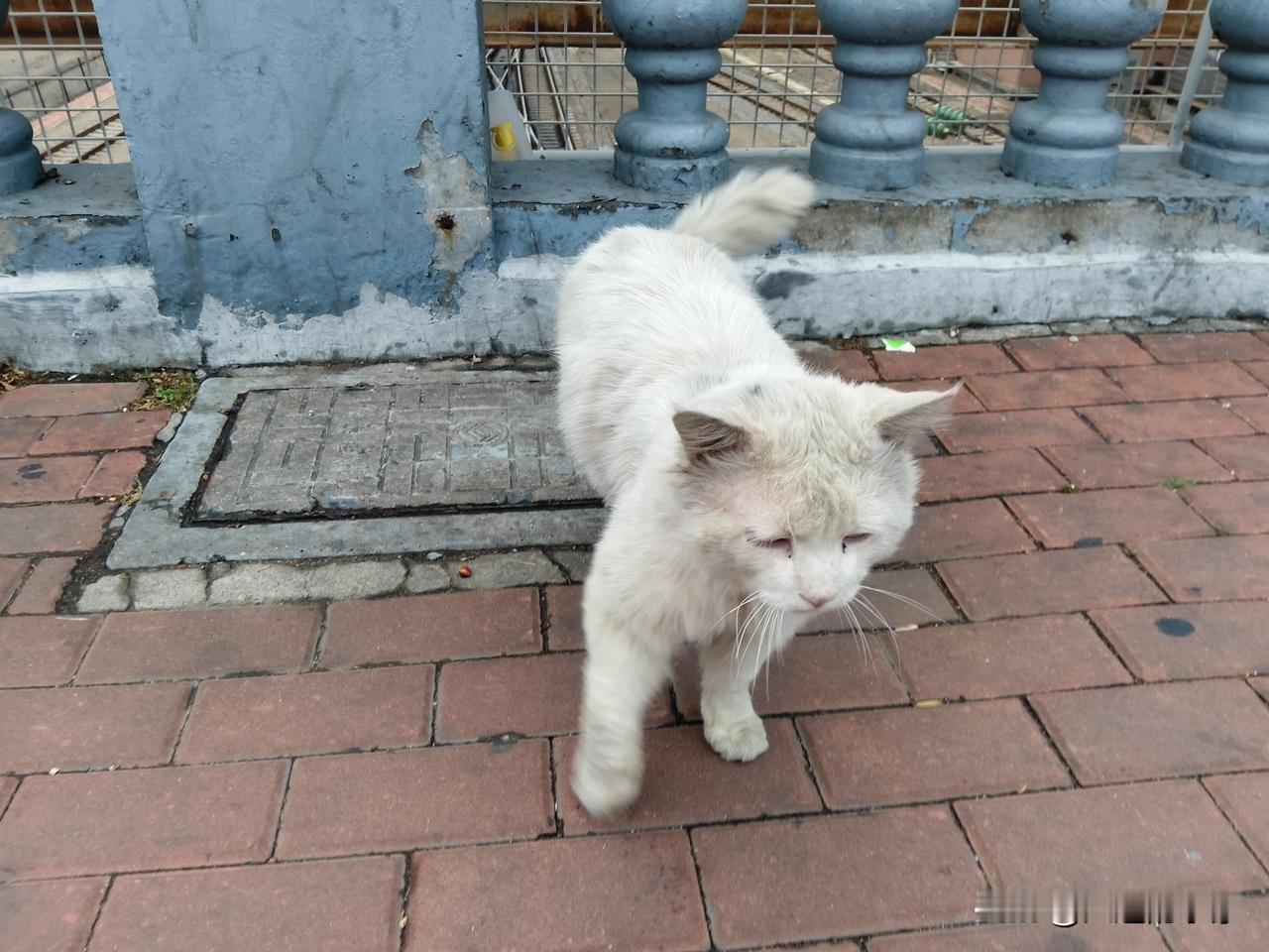 不知道怎么，走路遇见乖的小猫，都要忍不住上前“撸”两下。这不，路过大连市内的胜利