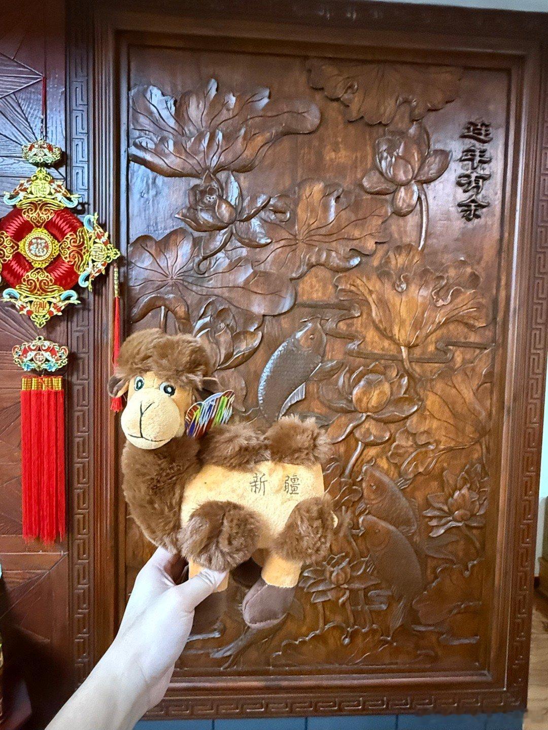 回我爸妈家，发现我哥刚给我买了个骆驼回来了