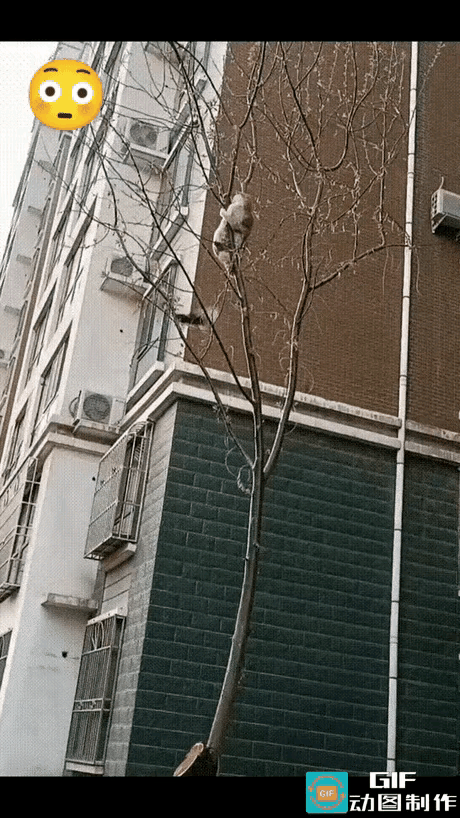 这就是现世报，来得快！
 
平时猫咪总欺负小鸟，这次想偷袭喜鹊，结果反被喜鹊追着