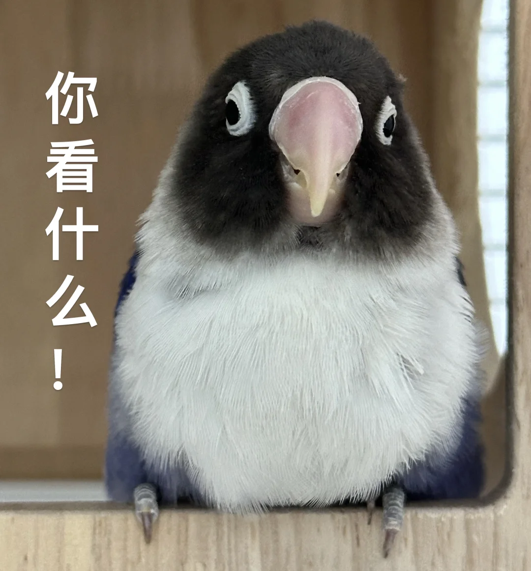 当小鸟学会拍照后...