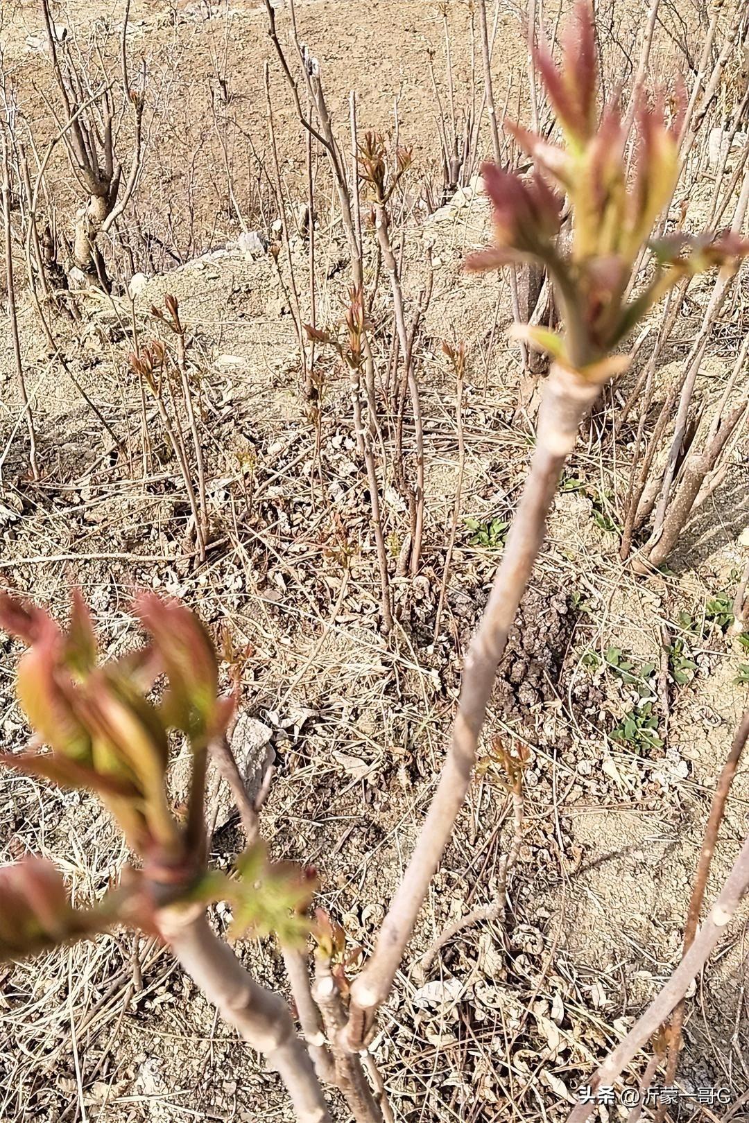 今天来到我家的香椿园，香椿园在山顶荒坡上，春天来了，香椿发芽了，可以品尝一下美味