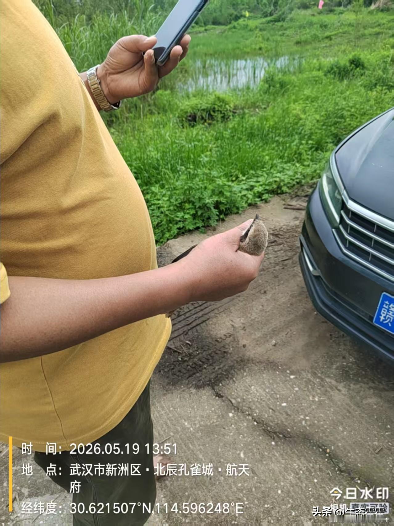 武汉新洲发现捕鸟网，志愿者解救一只幸运伯劳伯劳是雀形目中的小型猛禽，有一个形象的