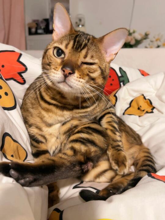 猫 你怎么坐得乱七芭蕉的