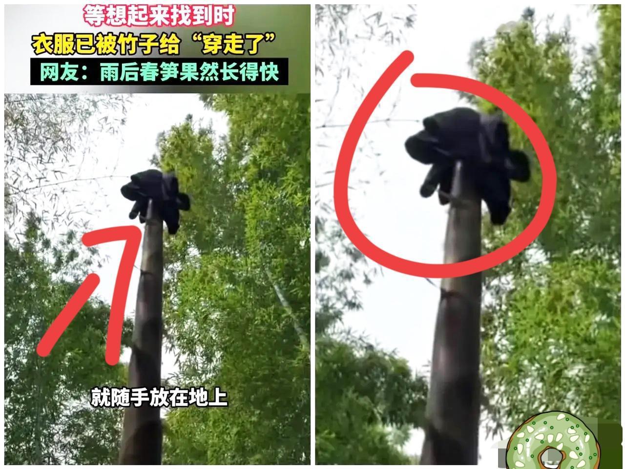 福建三明女子挖笋忘拿外套，
一周后回去找直接看呆！
随手放地上的衣服，竟被
春笋