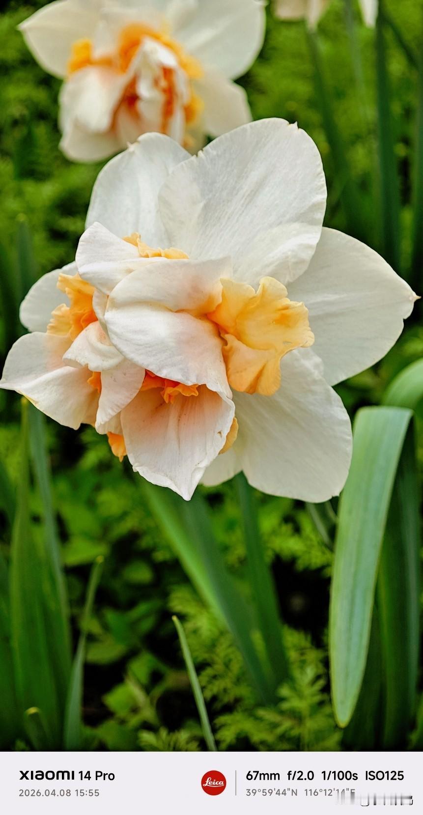 分享你镜头下的花草这是在国家植物园拍到的水仙花，洁白的花瓣，金黄色的花心点亮了整