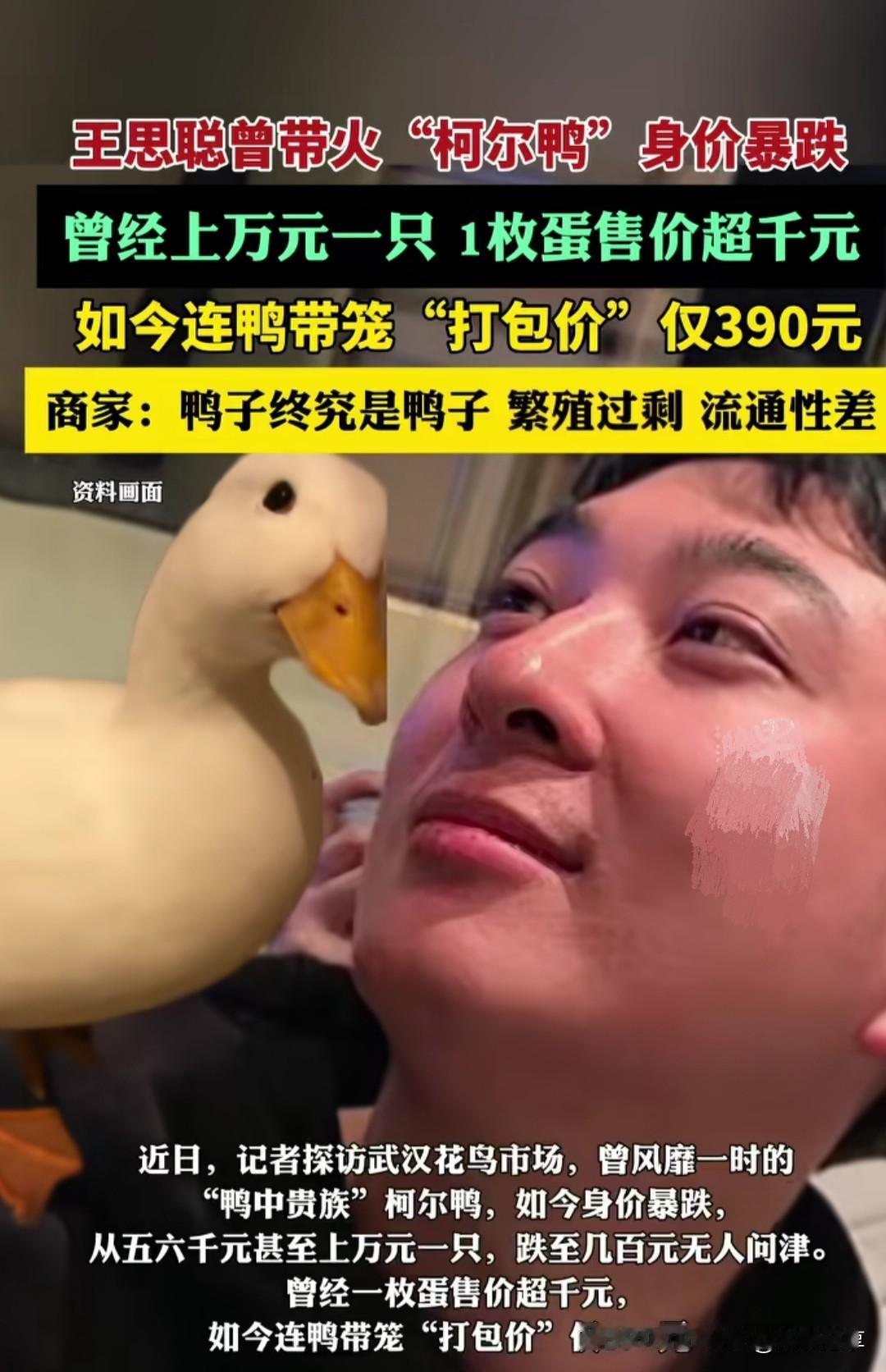 王思聪曾经带火的柯尔鸭身价暴跌！
傻子变少了，价格自然而然就下来了。
应该是傻子