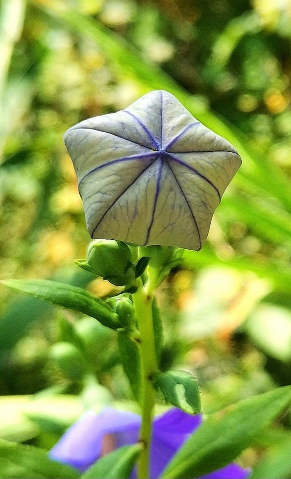 桔梗花意：永恒不变，静待绽放，静待长久的相逢。
    鼓鼓的桔梗花苞，脉络清晰