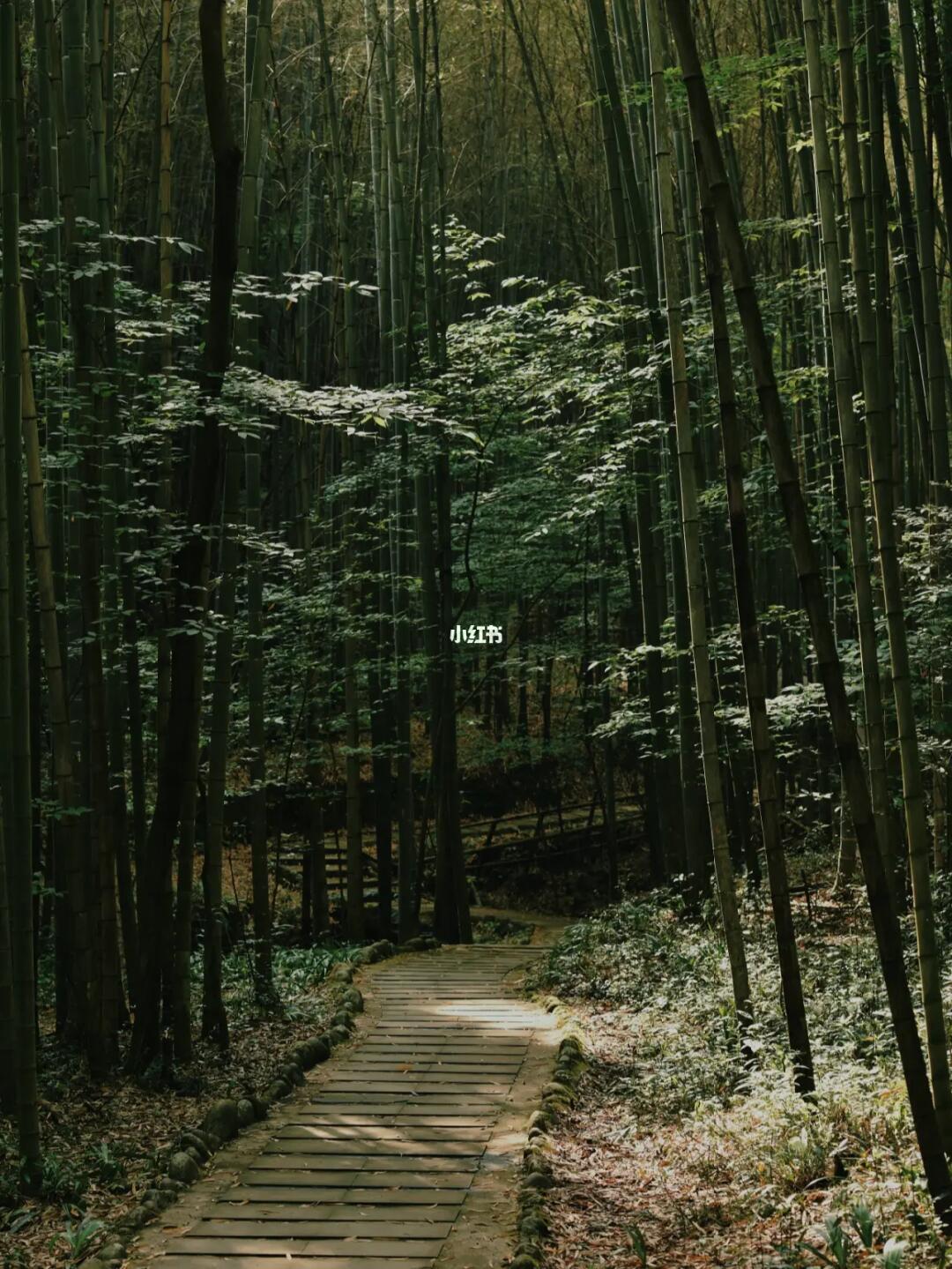 成都小众清凉徒步|误入烈日18℃竹海仙境