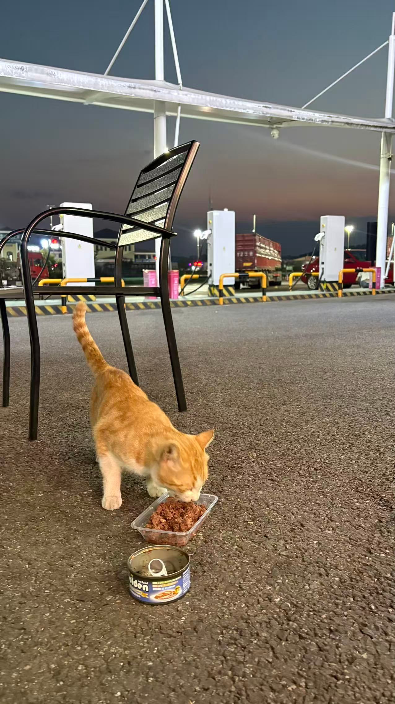 真没想到，在高速的服务站，也喂上了流浪猫。 流浪猫 ​​​