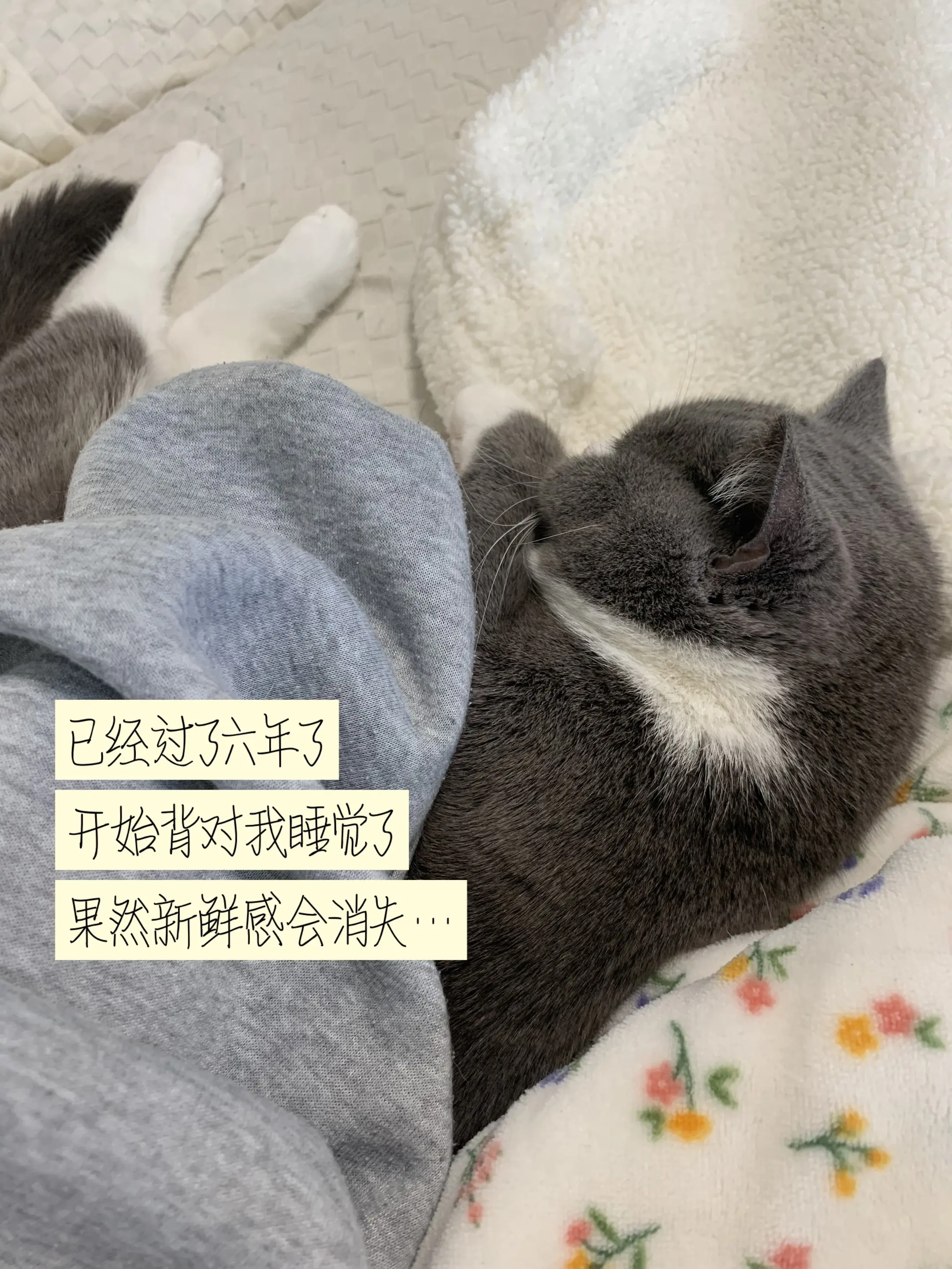 我的汉堡包🍔6岁啦～