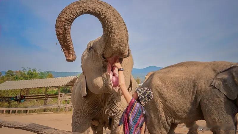 你遇过动物有灵性的瞬间吗 动物有灵性的瞬间真的太让人感动了。之前看到泰国大象拍侬