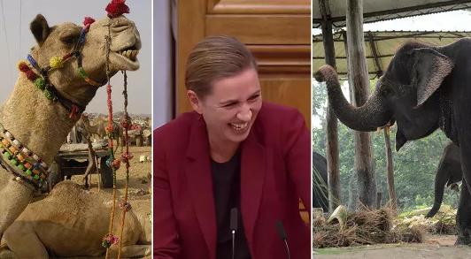 大家一定觉得丹麦女首相弗雷泽里克森十分眼熟吧？没错，七年前她就名满天下了。她因为