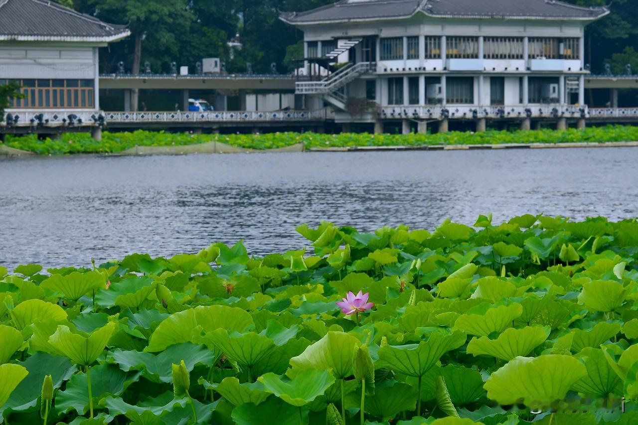 荔湾夏序，荷风花影
荔湾初夏，荷塘初绽新颜，粉荷探身于叶间，碧叶连天铺展。
荔枝
