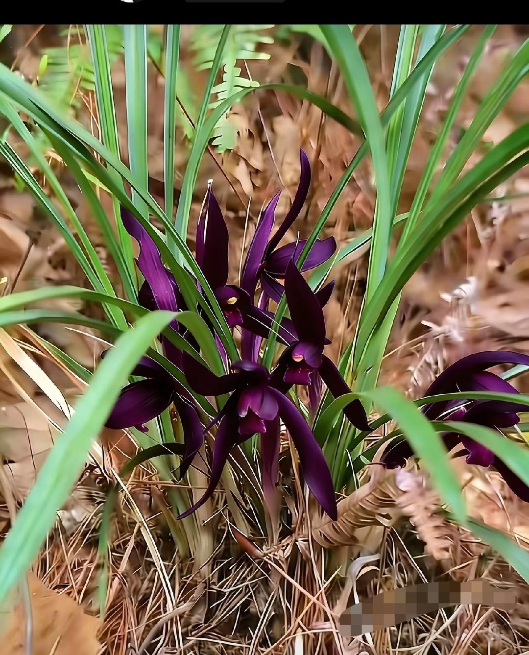 这样的兰花可遇不可求