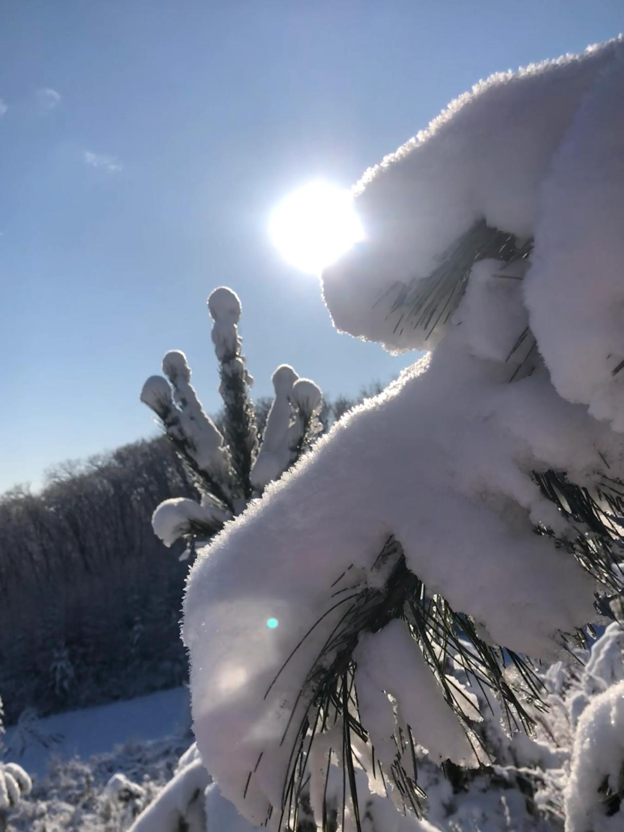 美景啊！雪后大地都洁白了，天空湛蓝，树木银装素裹，太阳明媚，云朵生动活泼，放空自