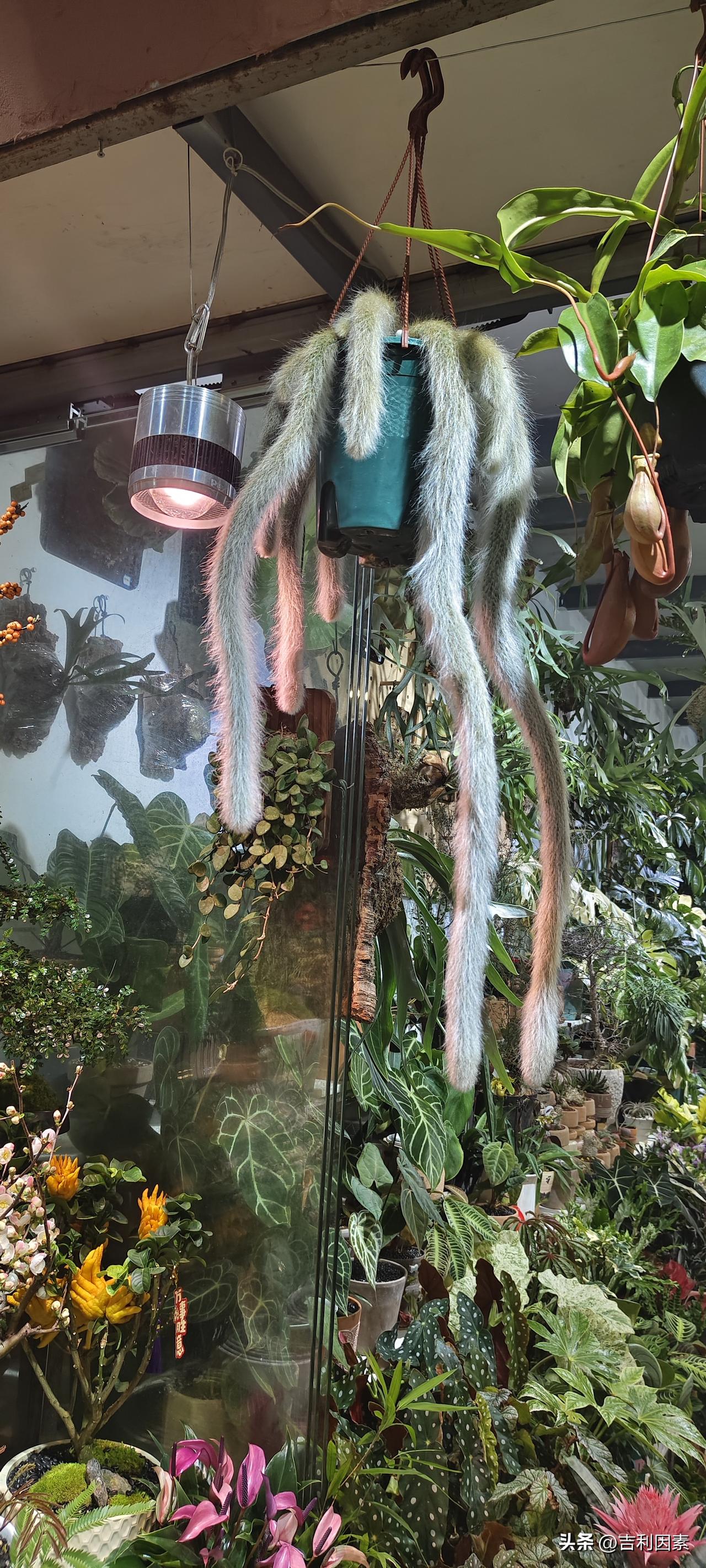 社会为什么不支持安乐死既然不让说，何必拿出来讨论。我觉得安乐死在中国难以实现的主