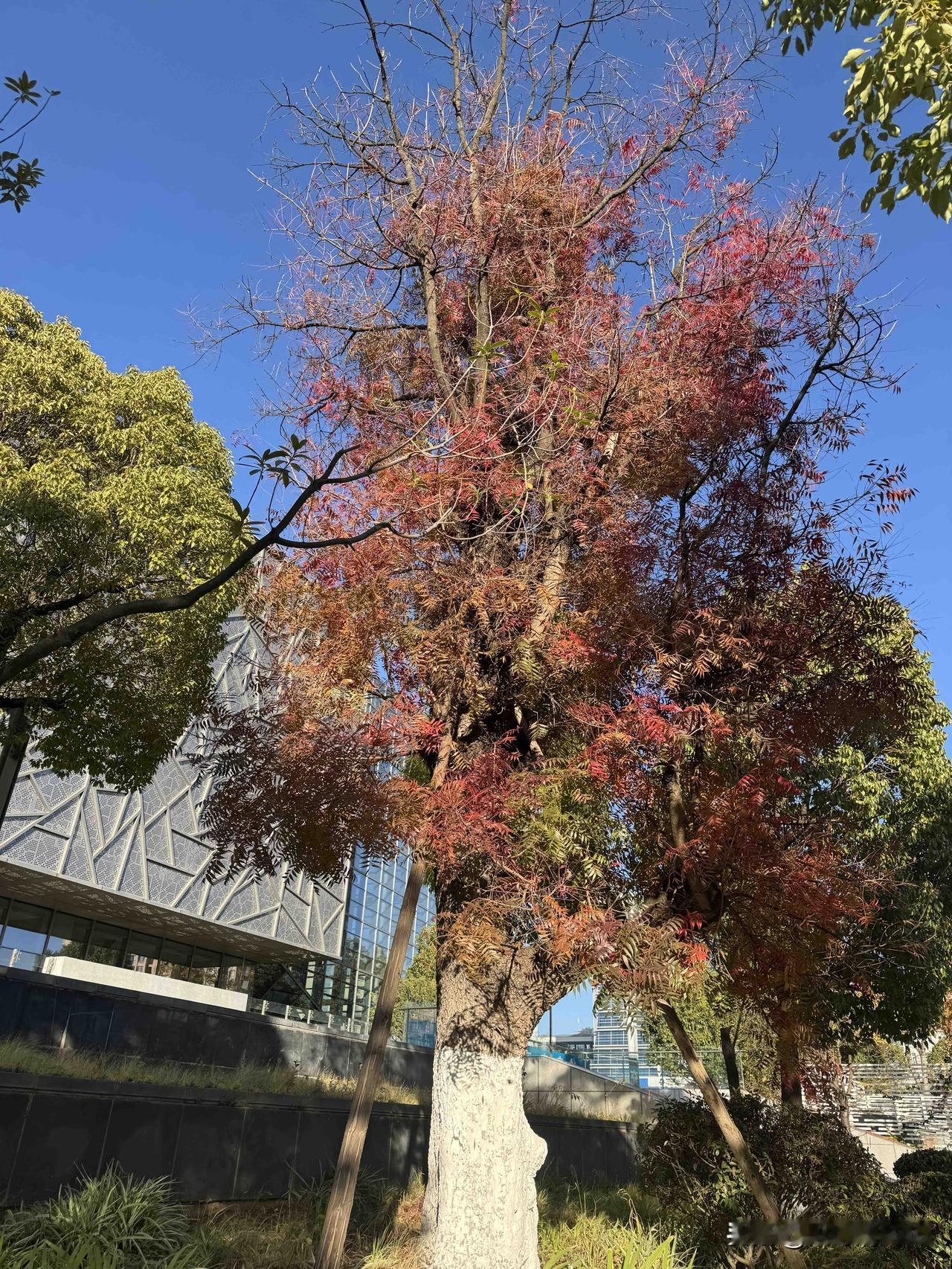 泸水市，下辖2个街道办事处、5个镇、3个乡，共15个社区居委会、71个村委会，总