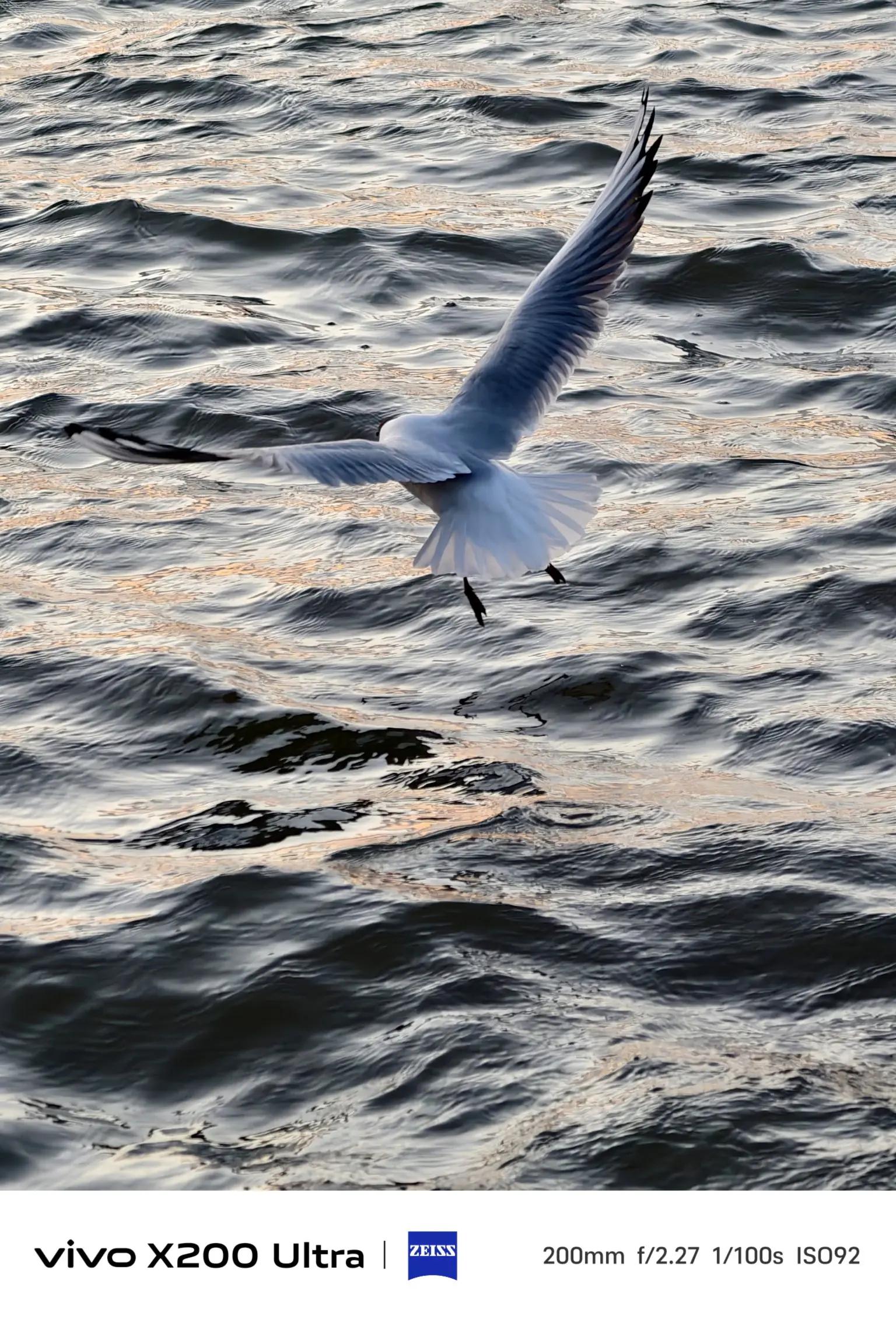 松花江上的江鸥Photo By vivo X200 Ultra图源：vivo社区