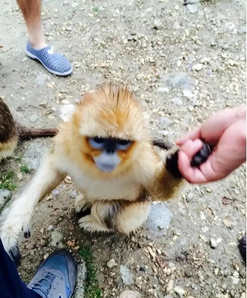 陕西洋县村民老赵在秦岭雪地里捡到一只冻成冰疙瘩的金丝猴，抱回家拿棉被捂了仨小时，