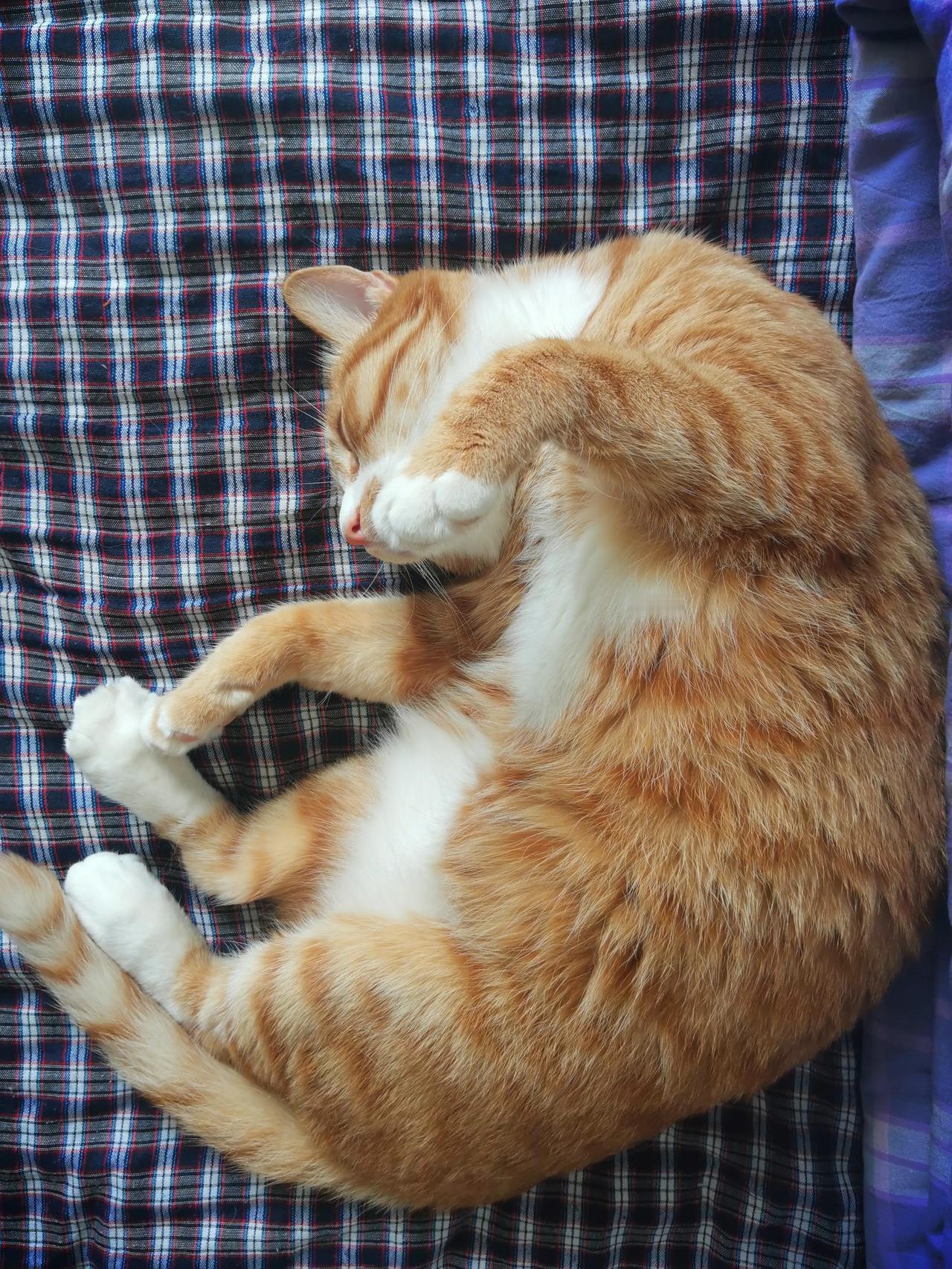 平安喜乐
#春日生活打卡季# 
#晒晒猫猫奇葩睡姿#