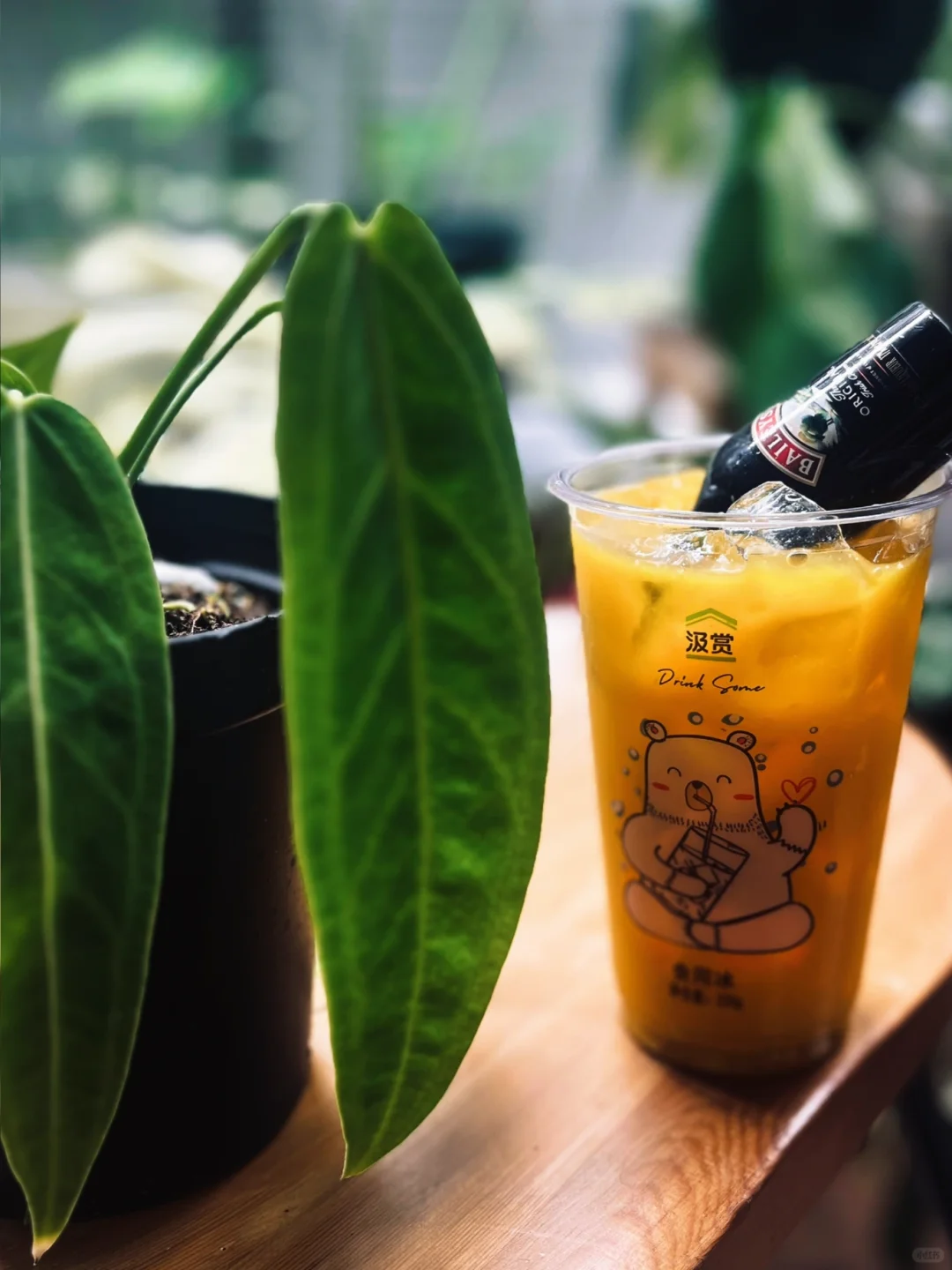 看看你们降温后的植物呗
