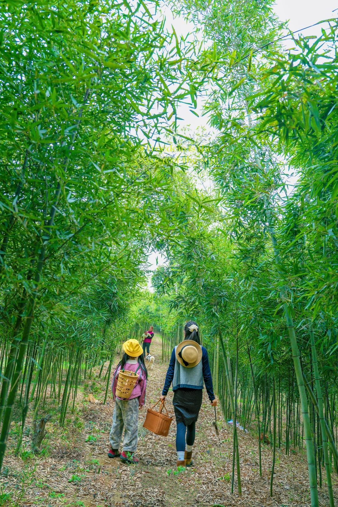 武汉小众挖竹笋好去处，人少笋多巨好挖❗️