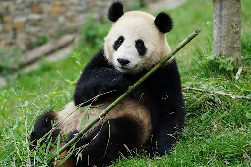 #我国取消无偿赠送大熊猫已40多年# 中国独有的宝藏独一无二。熊猫外交，这个富有