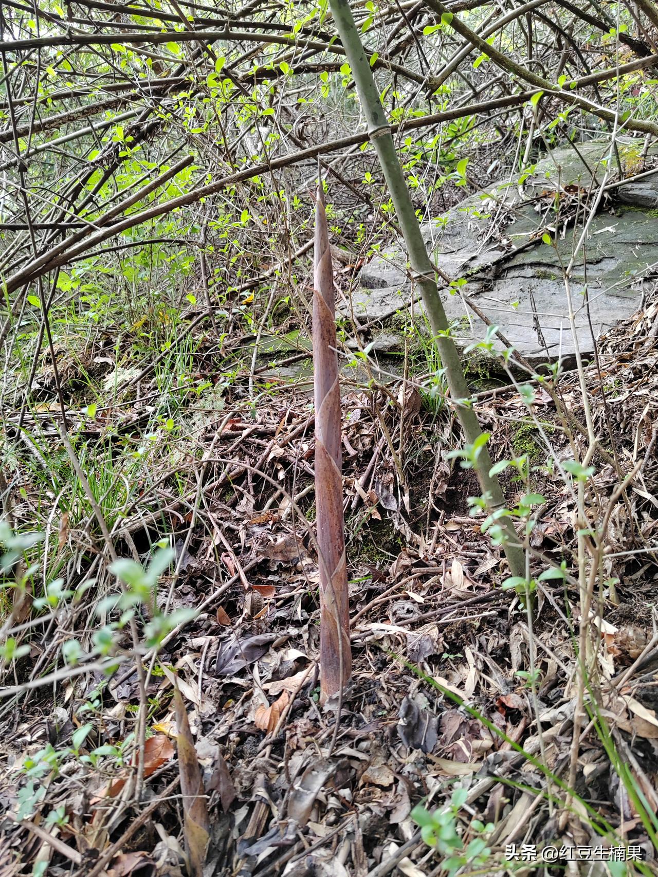 纯天然野生绿色蔬菜食品，自己山上摘取。[呲牙][比心][比心]