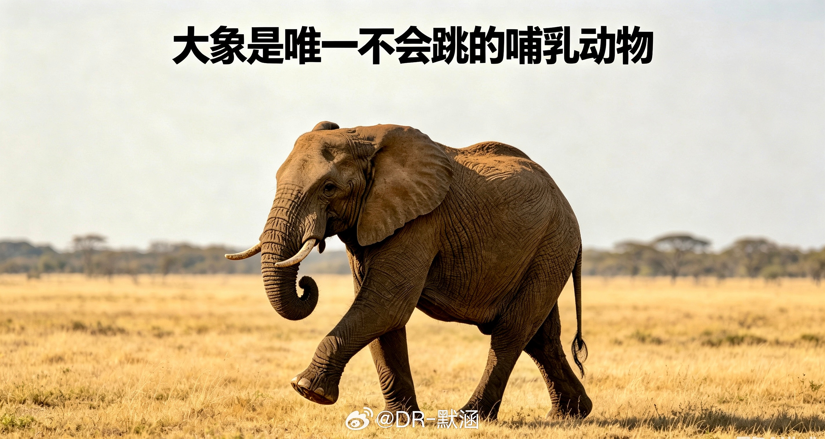 大象是唯一不会跳的哺乳动物。成年大象可重达5吨，脚骨结构和韧带支撑不住跳跃的冲击