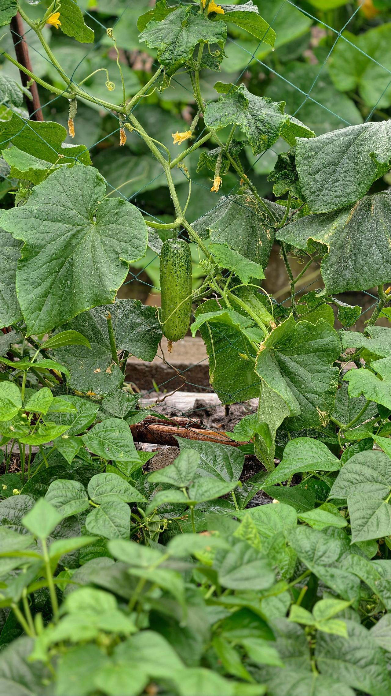 雨天的菜园，总是给人无限遐想……
想象自己还是那个无忧无虑的小孩，跟着妈妈去摘菜