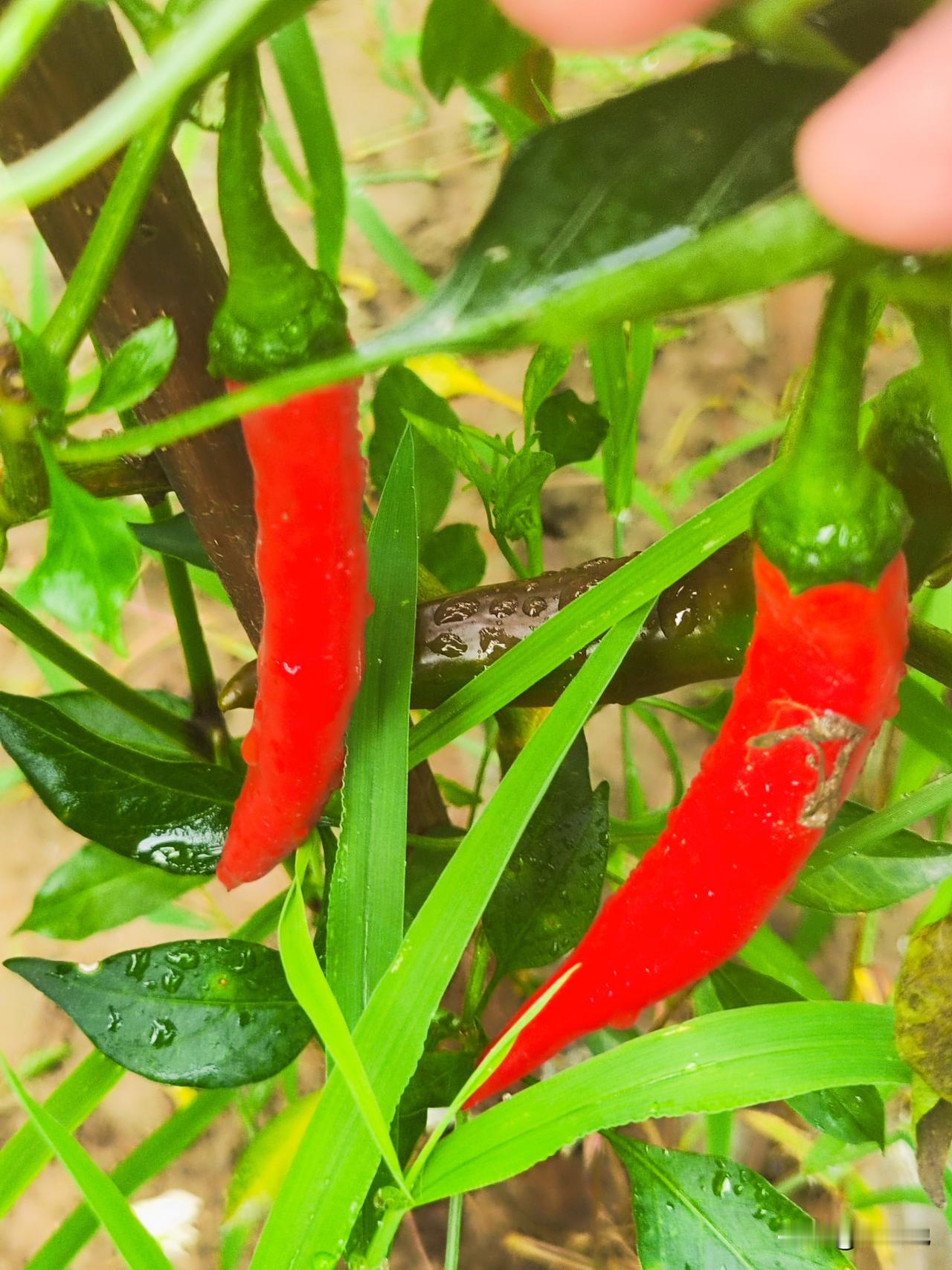 小菜园辣椒红了，分期分批采摘，采摘的红辣椒用针串起来晾晒，晒干后进行储存。

第