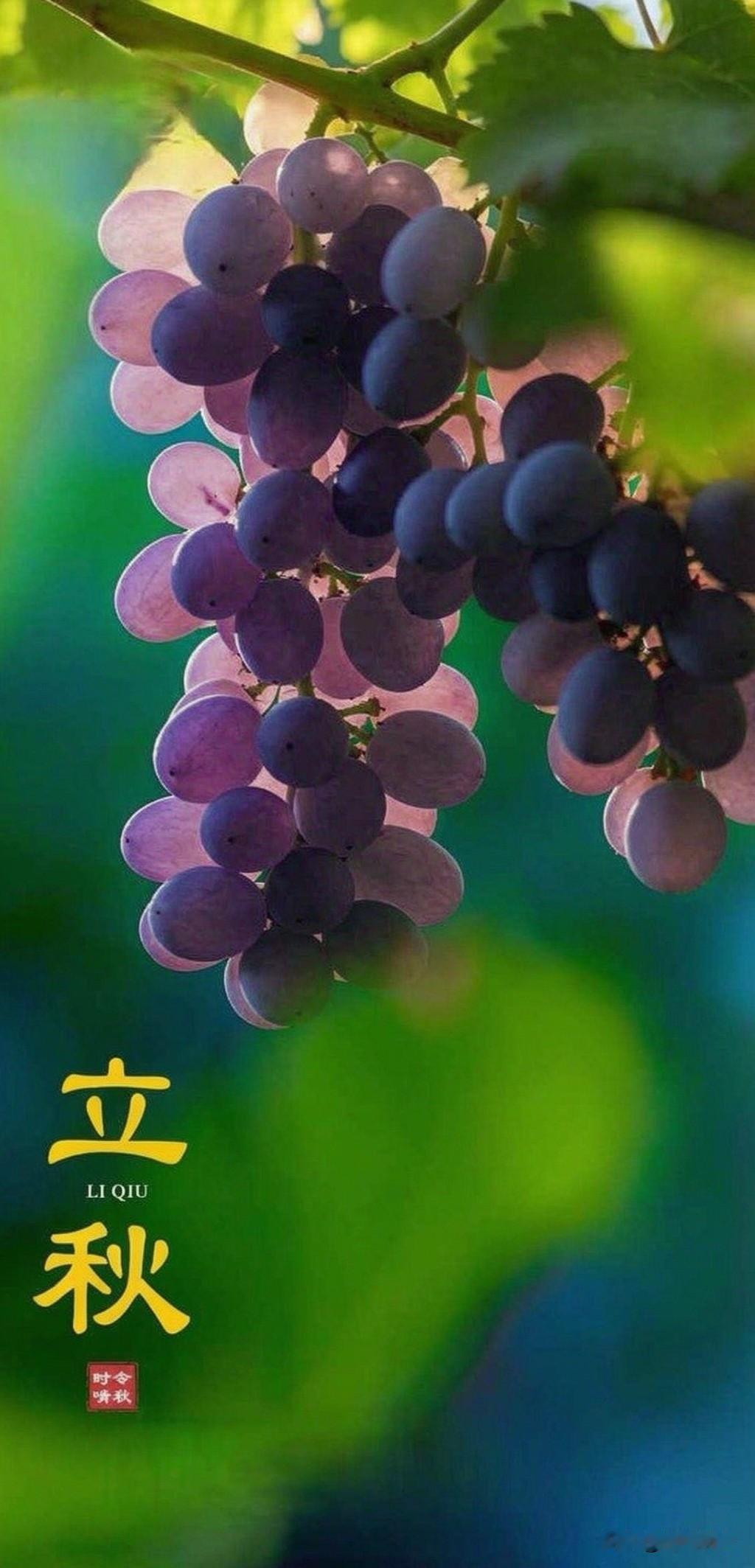 今日立秋
立秋至，好运来！