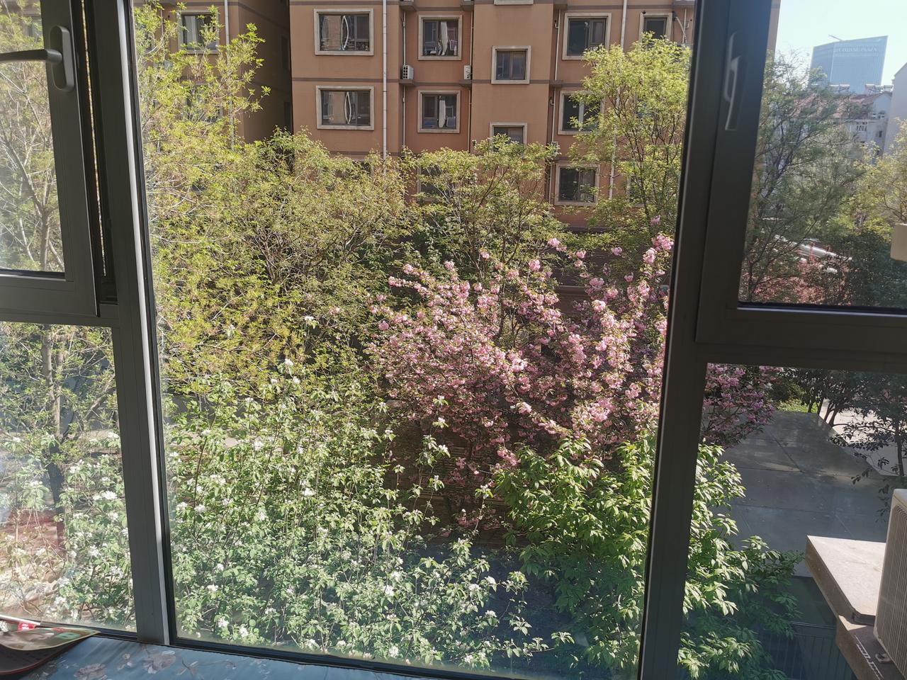 窗外的风景！一树苹果一树樱，鲜花盛开春机生！赏花何须去深山，推开窗户是风景。