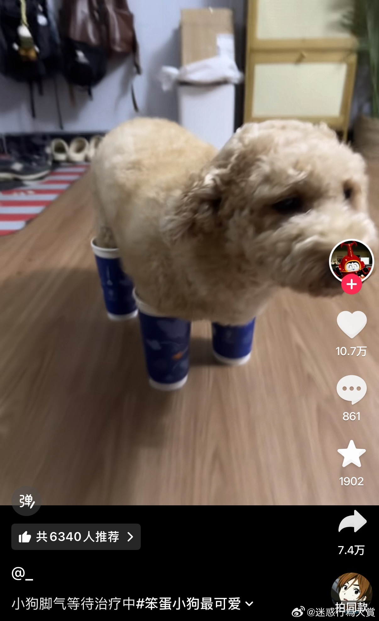茶杯犬 