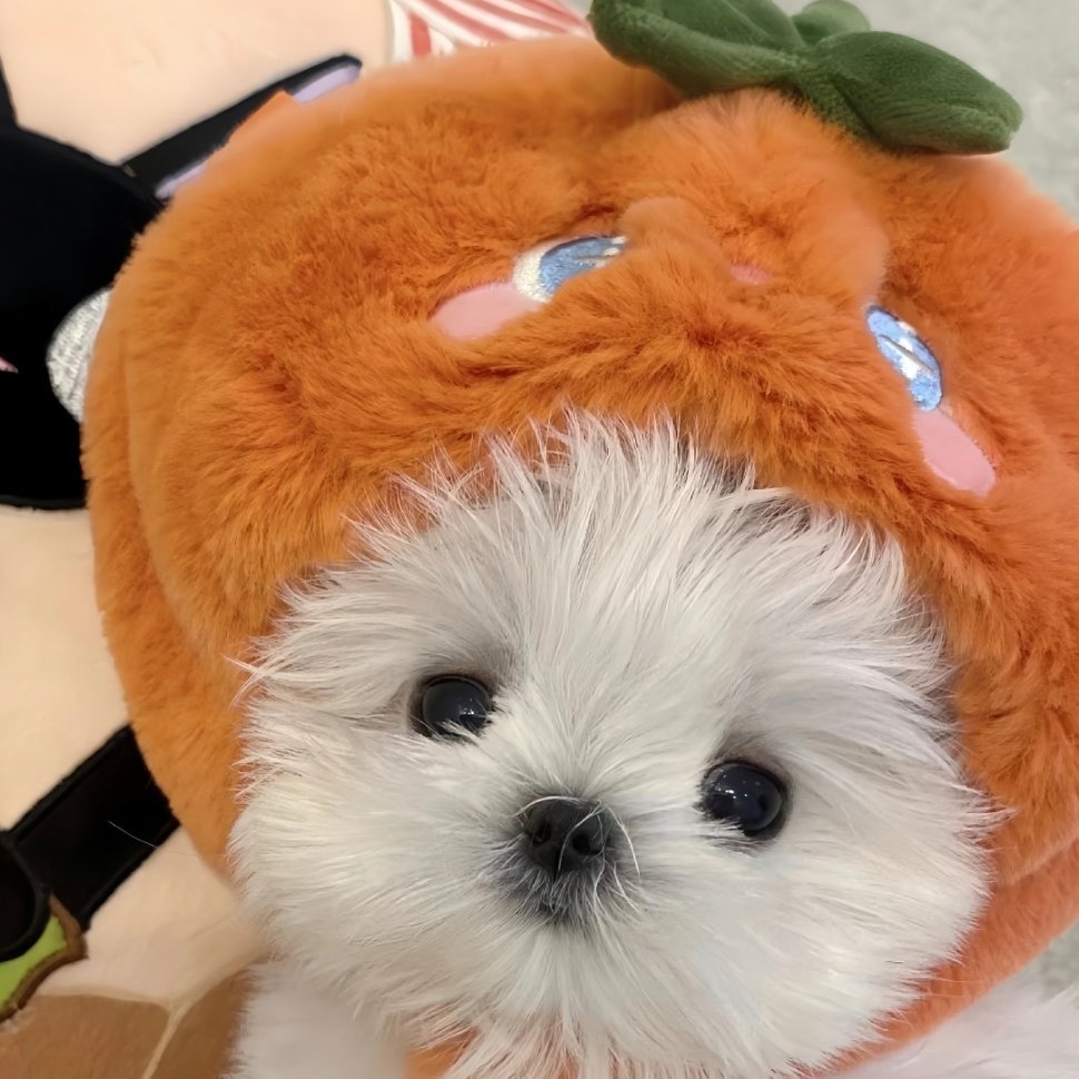 𝙒𝙚𝘾𝙝𝙖𝙩｜可爱头像｜小狗头像｜图源网络侵删 